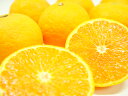 愛媛県又は三重県産 カラマンダリン 1kg 　最も遅くに出荷される極上柑橘！甘さと濃厚な味わいが絶品！しかもとってもジューシー！ その1