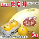 【予約販売】熊本産晩白柚(ばんぺいゆ)6玉【常温便】 - 南国フルーツ-果実村TOKIO
