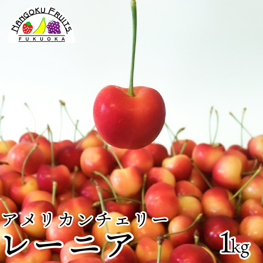 【予約販売】レーニア（アメリカンチェリー）約1kgのサムネイル