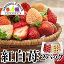 福岡・佐賀産 紅白いちご （あまおう＆白いちご）2パック