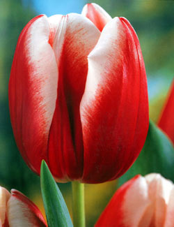 春が楽しみ！2色咲き赤白系【赤白系】チューリップ球根・リーンファンダマーク【10球】