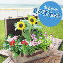 ご予約品 7月下旬以降順次発送 花苗 セット ミニヒマワリ 夏の花苗 おまかせ 8ポットセット ガーデニング 寄せ植えに