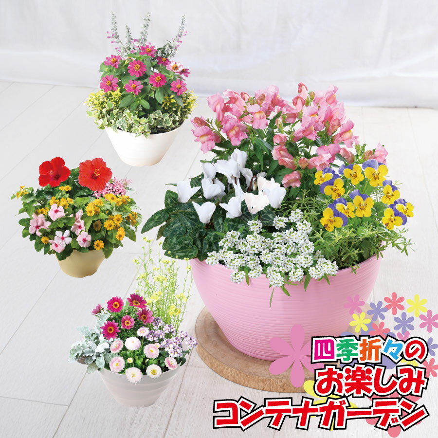 樂天商城 - 【予約品2月末以降順次発送】季節の花 寄せ植え 8号鉢 おまかせ コンテナガーデン 送料無料