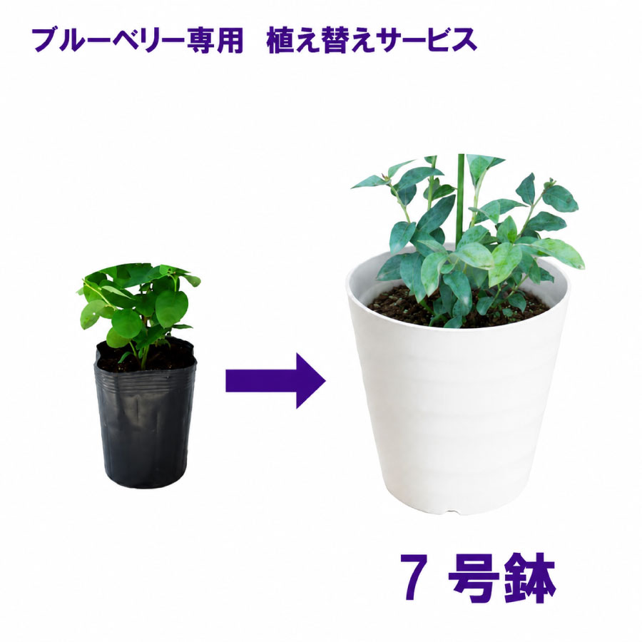 楽天市場】ブルーベリー 7号鉢の通販