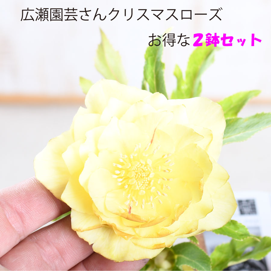 楽天市場】広瀬園芸の通販