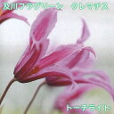 及川フラグリーン オリジナル クレマチス トーチライト 【2025年秋入荷】 インテグリフォリア系 小・中輪 バラとの組み合わせに 4.5号 つる性 フェンスに アーチに オベリスクに PVP