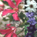 クレマチス クレマスター・セレクション ネイティブダンサー ストーリーズ ニューウィーク ことのは 4.5号鉢 ツル性植物 及川フラグリーン 2024年発表品種