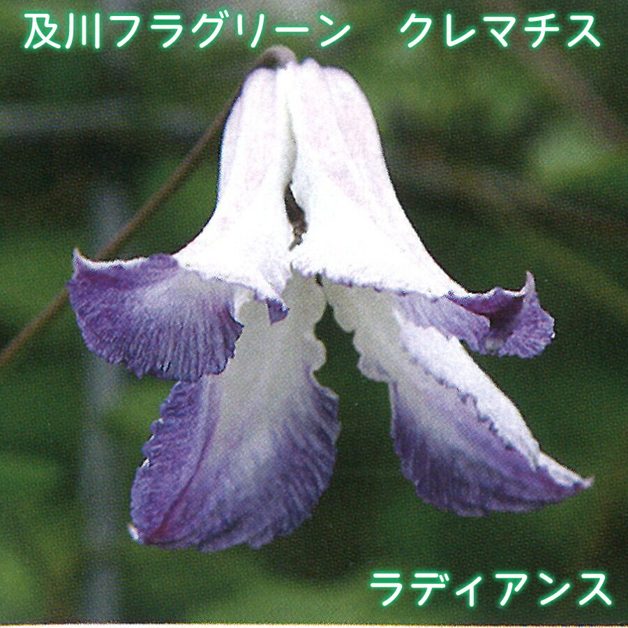 楽天市場】クレマチス ラディアンス（花・ガーデン・DIY）の通販