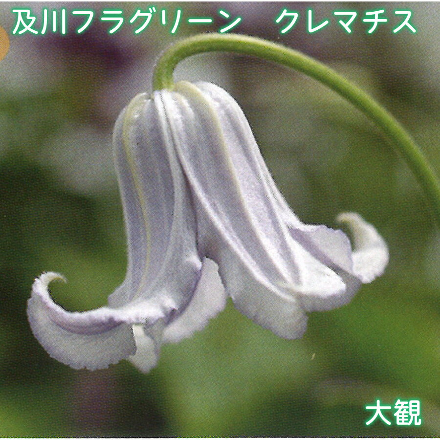 及川フラグリーン クレマチス 大観 【3月27日20時より販売】 木立性 インテグリフォリア系 テキセンシス系 4.5号 つる性 フェンスに アーチに オベリスクに