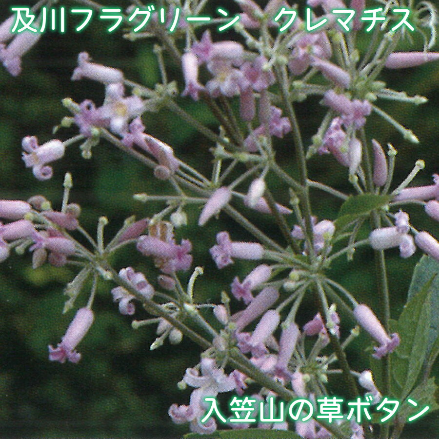 及川フラグリーン 【特価品】 クレマチス 入笠山の草ボタン 【春剪定済】 木立性 ...