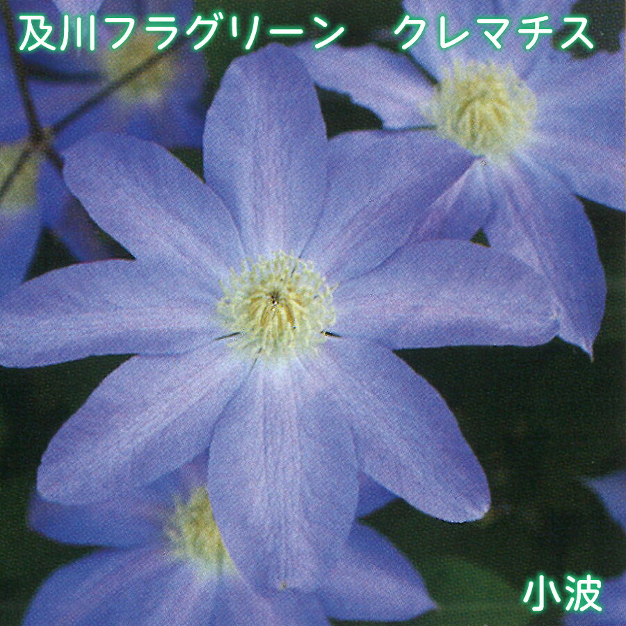 くみばぁ　希少　クレマチス　５号　アーチ仕立て　春　２鉢 楽天市場】クレマチス 5号鉢（花・観葉植物｜花・ガーデン・DIY）の通販