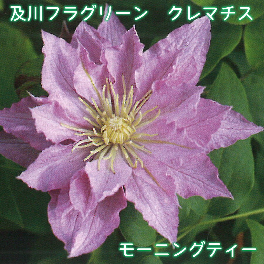 及川フラグリーン クレマチス モーニングティー 【ご予約品26年3月入荷】 パテンス八重系 早咲き大輪系 4.5号 つる性 フェンスに アーチに オベリスクに オリジナル