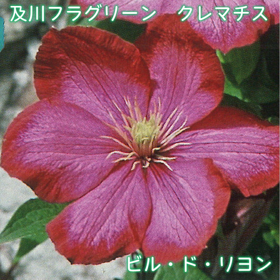 樂天商城 - 及川フラグリーン クレマチス ビル・ド・リヨン 【26年3月入荷品】 ジャックマニー系 遅咲き大輪系 4.5号 つる性 フェンスに アーチに オベリスクに オリジナル