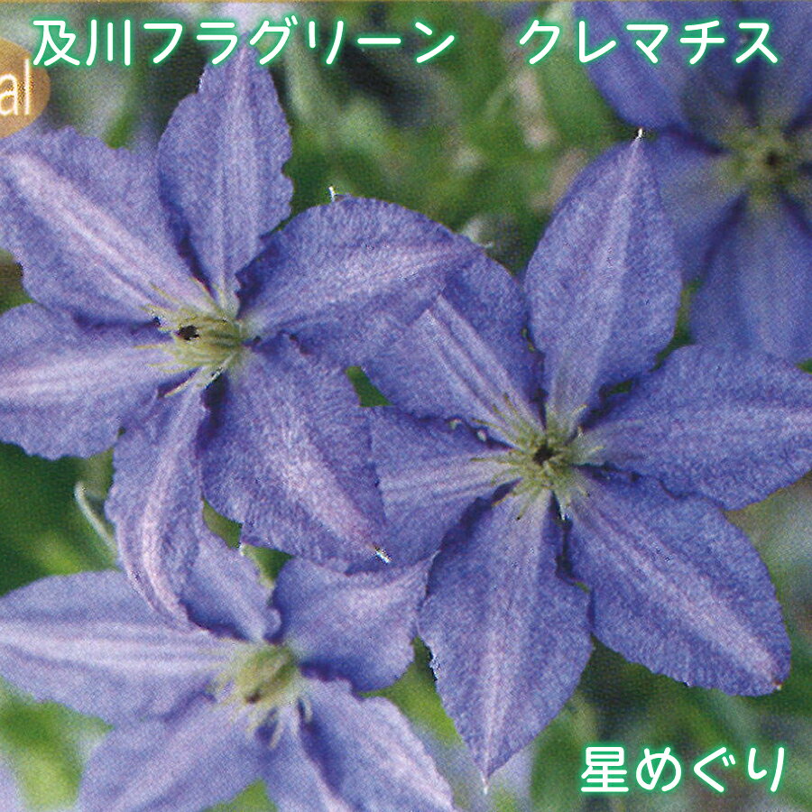 楽天市場】クレマチス 流星 苗の通販
