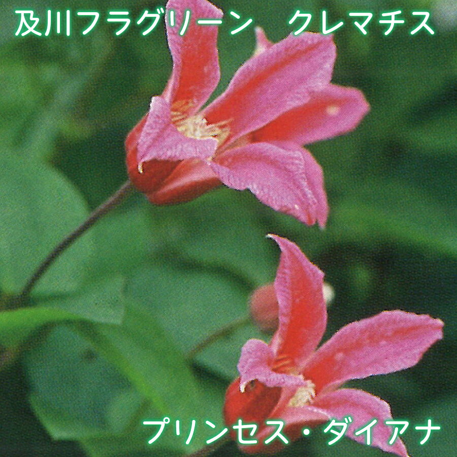 及川フラグリーン クレマチス プリンセス・ダイアナ 【ご予約品26年3月入荷】 テキセンシス ビオルナ系 ベル形 チューリップ咲き 4.5号 つる性 フェンスに アーチに オベリスクに オリジナル