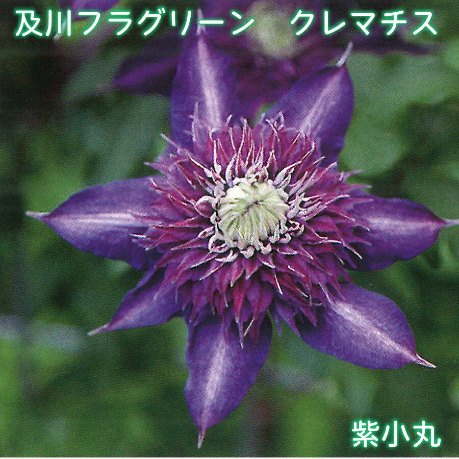 楽天市場】クレマチス（サイズ（植木鉢）4 ～ 6号）の通販