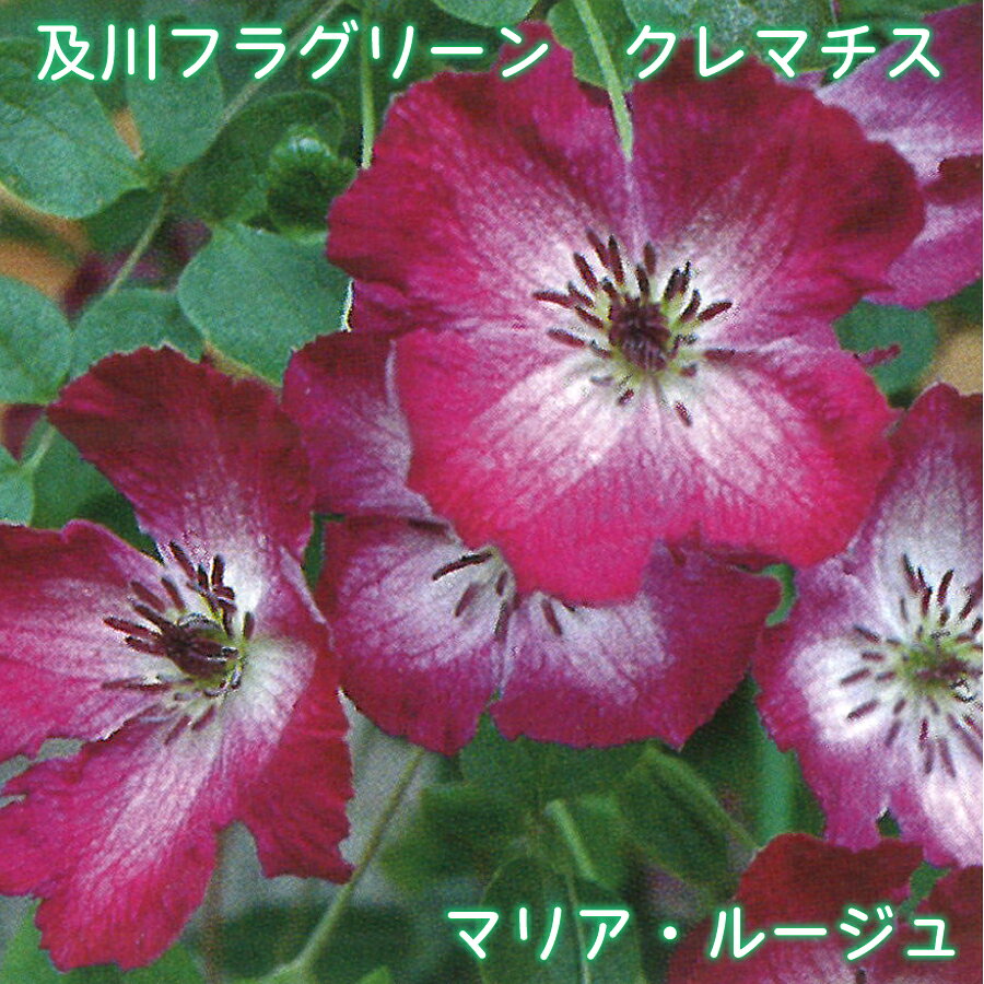 【商品内容】 ・及川フラグリーン：クレマチス「マリア・ルージュ」 ・鉢サイズ：4.5号鉢 ・鉢植え、小さめのオベリスク・フェンスがおすすめ 【お届けについて】 ※お届け日の指定がある場合は、必ずご注文時にご指定ください。 ※凍結の恐れがある為、寒冷地へのお届けは対応できない場合がございます。 ※配送の都合により、ご希望の時間帯にお届けできない場合もございます。 【お休みについて】 ※通常、土日祝祭日はお休みをいただいております。 ※メールでのお返事やすぐの出荷が対応できない場合がございます。 （事前の注文分の出荷は、土日祝祭日も行なっております。） 【決済について】 クレジットカードの承認エラー となったご注文は、キャンセルさせていただきますので、あらかじめご了承くださいませ。 ・コンビニ決済及びその他お支払において、支払い期限までにご入金がない場合はご注文をキャンセルいたします。 ※ご注文後2営業日経過してもコンビニ決済メールが届かない場合はご連絡くださいませ。 【商品保障】 商品到着時、植物に損傷があった場合は、すぐにご連絡ください。同等品のお花を再送いたします。 ・お届け先さまが長期ご不在場合やご連絡が遅れた場合の保証はできません。 ・お買い上げの商品代金以上の保証はできません。