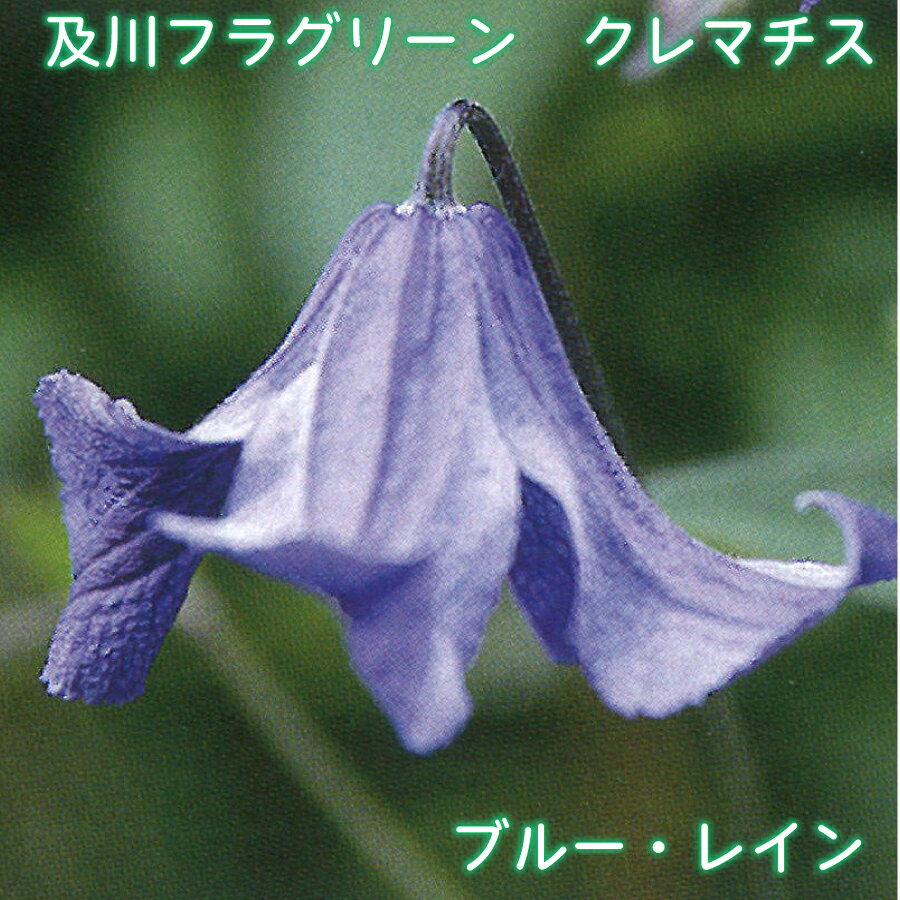 楽天市場】ブルー（種類（植物）クレマチス）（花・ガーデン・DIY）の通販