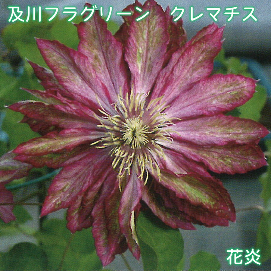 及川フラグリーン クレマチス 花炎 【ご予約品26年3月入荷】 パテンス八重系 早咲き大輪系 4.5号 つる性 フェンスに アーチに オベリスクに オリジナル