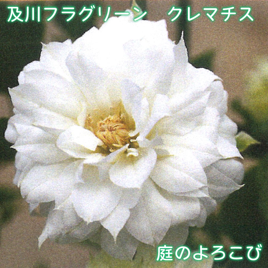 【商品内容】 ・及川フラグリーン：クレマチス「庭のよろこび」 ・鉢サイズ：4.5号鉢 ・鉢植え、小さめのオベリスク・フェンスがおすすめ 【お届けについて】 ※お届け日の指定がある場合は、必ずご注文時にご指定ください。 ※凍結の恐れがある為、寒冷地へのお届けは対応できない場合がございます。 ※配送の都合により、ご希望の時間帯にお届けできない場合もございます。 【お休みについて】 ※通常、土日祝祭日はお休みをいただいております。 ※メールでのお返事やすぐの出荷が対応できない場合がございます。 （事前の注文分の出荷は、土日祝祭日も行なっております。） 【決済について】 クレジットカードの承認エラー となったご注文は、キャンセルさせていただきますので、あらかじめご了承くださいませ。 ・コンビニ決済及びその他お支払において、支払い期限までにご入金がない場合はご注文をキャンセルいたします。 ※ご注文後2営業日経過してもコンビニ決済メールが届かない場合はご連絡くださいませ。 【商品保障】 商品到着時、植物に損傷があった場合は、すぐにご連絡ください。同等品のお花を再送いたします。 ・お届け先さまが長期ご不在場合やご連絡が遅れた場合の保証はできません。 ・お買い上げの商品代金以上の保証はできません。