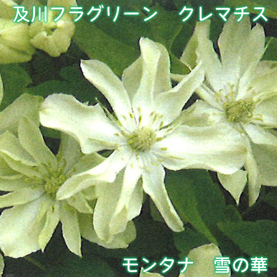 【商品内容】 ・及川フラグリーン：クレマチス「モンタナ 雪の華」 ・鉢サイズ：4.5号鉢 ・鉢植え、小さめのオベリスク・フェンスがおすすめ 【お届けについて】 ※お届け日の指定がある場合は、必ずご注文時にご指定ください。 ※凍結の恐れがある為、寒冷地へのお届けは対応できない場合がございます。 ※配送の都合により、ご希望の時間帯にお届けできない場合もございます。 【お休みについて】 ※通常、土日祝祭日はお休みをいただいております。 ※メールでのお返事やすぐの出荷が対応できない場合がございます。 （事前の注文分の出荷は、土日祝祭日も行なっております。） 【決済について】 クレジットカードの承認エラー となったご注文は、キャンセルさせていただきますので、あらかじめご了承くださいませ。 ・コンビニ決済及びその他お支払において、支払い期限までにご入金がない場合はご注文をキャンセルいたします。 ※ご注文後2営業日経過してもコンビニ決済メールが届かない場合はご連絡くださいませ。 【商品保障】 商品到着時、植物に損傷があった場合は、すぐにご連絡ください。同等品のお花を再送いたします。 ・お届け先さまが長期ご不在場合やご連絡が遅れた場合の保証はできません。 ・お買い上げの商品代金以上の保証はできません。