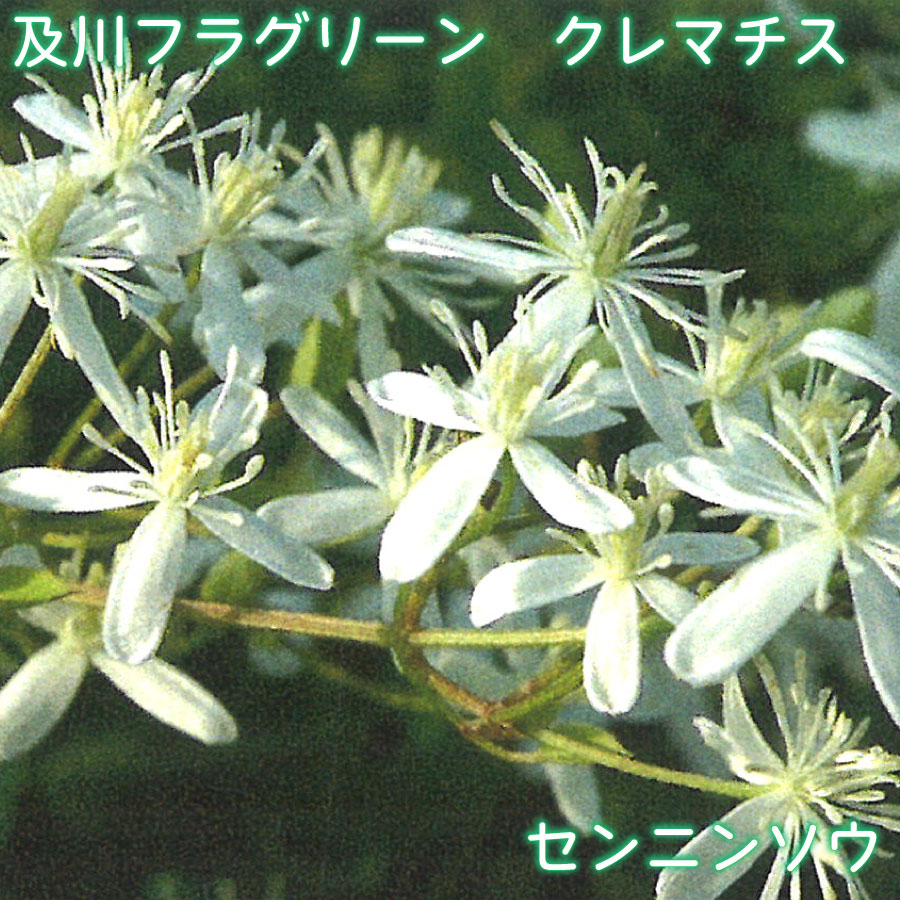 【商品内容】 ・及川フラグリーン：クレマチス「センニンソウ」 ・鉢サイズ：4.5号鉢 ・鉢植え、小さめのオベリスク・フェンスがおすすめ 【お届けについて】 ※お届け日の指定がある場合は、必ずご注文時にご指定ください。 ※凍結の恐れがある為、寒冷地へのお届けは対応できない場合がございます。 ※配送の都合により、ご希望の時間帯にお届けできない場合もございます。 【お休みについて】 ※通常、土日祝祭日はお休みをいただいております。 ※メールでのお返事やすぐの出荷が対応できない場合がございます。 （事前の注文分の出荷は、土日祝祭日も行なっております。） 【決済について】 クレジットカードの承認エラー となったご注文は、キャンセルさせていただきますので、あらかじめご了承くださいませ。 ・コンビニ決済及びその他お支払において、支払い期限までにご入金がない場合はご注文をキャンセルいたします。 ※ご注文後2営業日経過してもコンビニ決済メールが届かない場合はご連絡くださいませ。 【商品保障】 商品到着時、植物に損傷があった場合は、すぐにご連絡ください。同等品のお花を再送いたします。 ・お届け先さまが長期ご不在場合やご連絡が遅れた場合の保証はできません。 ・お買い上げの商品代金以上の保証はできません。
