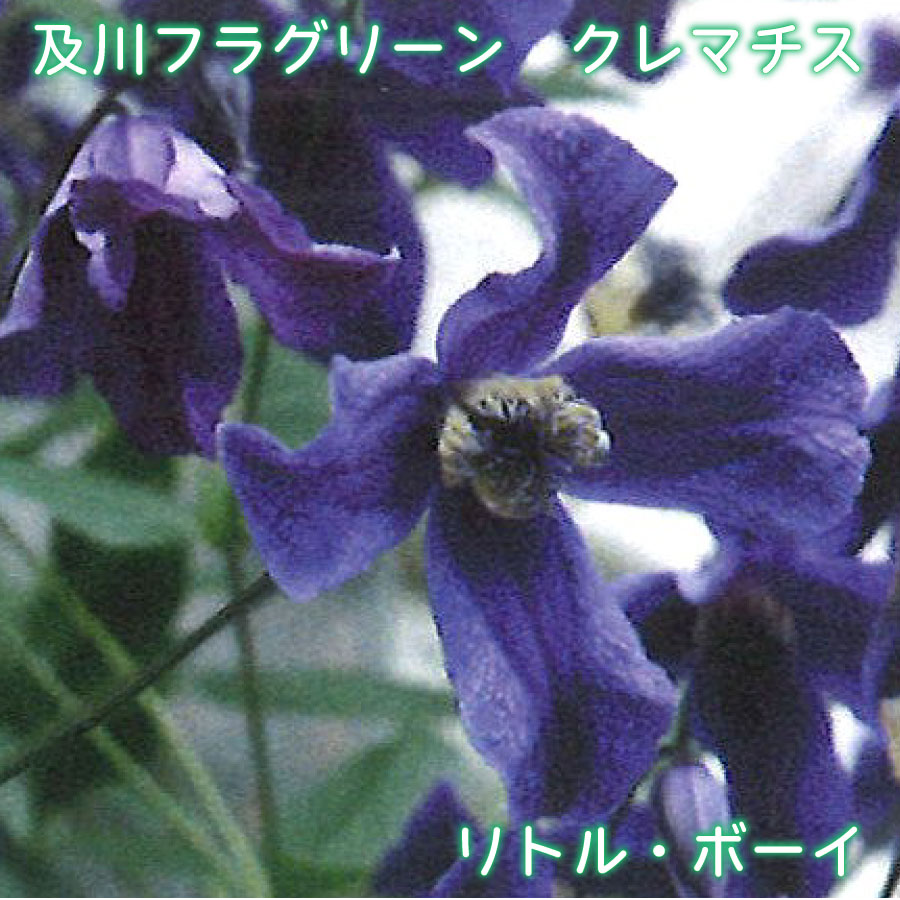 【商品内容】 ・及川フラグリーン：クレマチス「リトル・ボーイ」 ・鉢サイズ：4.5号鉢 ・鉢植え、小さめのオベリスク・フェンスがおすすめ 【お届けについて】 ※お届け日の指定がある場合は、必ずご注文時にご指定ください。 ※凍結の恐れがある為、寒冷地へのお届けは対応できない場合がございます。 ※配送の都合により、ご希望の時間帯にお届けできない場合もございます。 【お休みについて】 ※通常、土日祝祭日はお休みをいただいております。 ※メールでのお返事やすぐの出荷が対応できない場合がございます。 （事前の注文分の出荷は、土日祝祭日も行なっております。） 【決済について】 クレジットカードの承認エラー となったご注文は、キャンセルさせていただきますので、あらかじめご了承くださいませ。 ・コンビニ決済及びその他お支払において、支払い期限までにご入金がない場合はご注文をキャンセルいたします。 ※ご注文後2営業日経過してもコンビニ決済メールが届かない場合はご連絡くださいませ。 【商品保障】 商品到着時、植物に損傷があった場合は、すぐにご連絡ください。同等品のお花を再送いたします。 ・お届け先さまが長期ご不在場合やご連絡が遅れた場合の保証はできません。 ・お買い上げの商品代金以上の保証はできません。