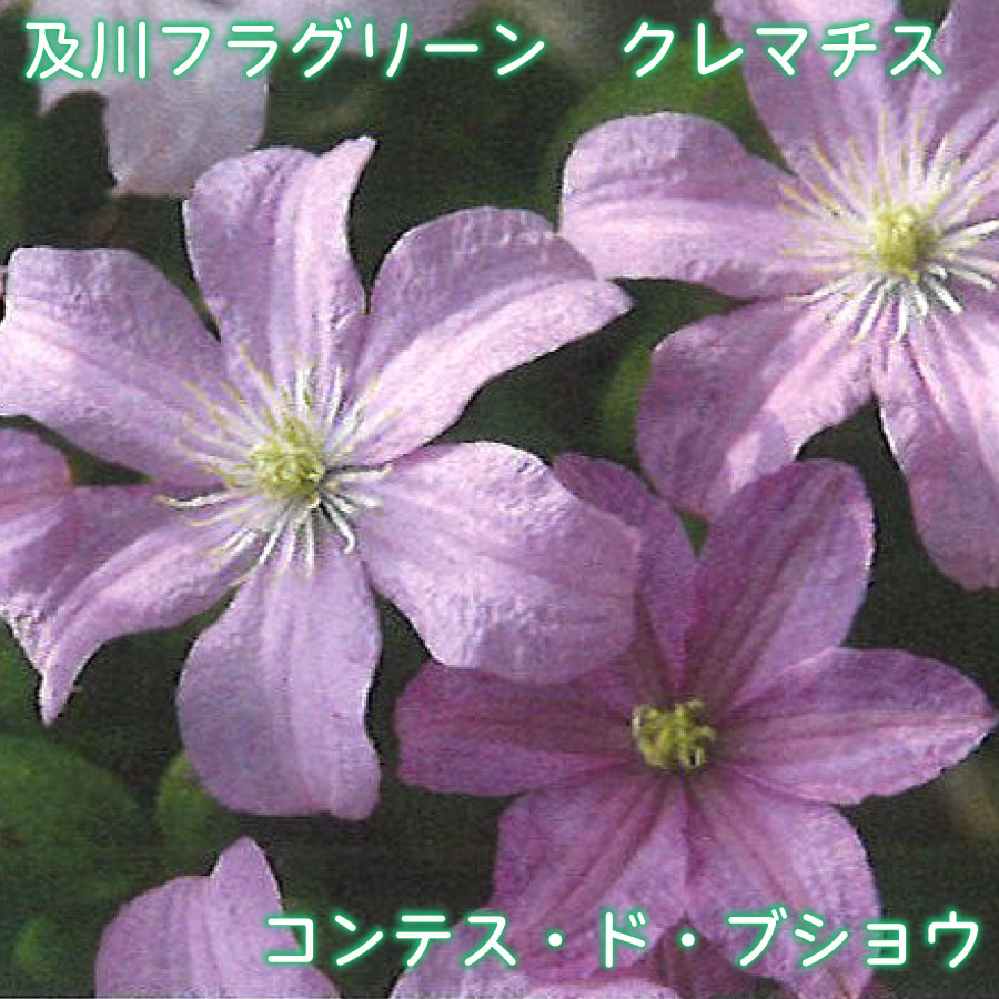 【商品内容】 ・及川フラグリーン：クレマチス「コンテス・ド・ブショウ」 ・鉢サイズ：4.5号鉢 ・鉢植え、小さめのオベリスク・フェンスがおすすめ 【お届けについて】 ※お届け日の指定がある場合は、必ずご注文時にご指定ください。 ※凍結の恐れがある為、寒冷地へのお届けは対応できない場合がございます。 ※配送の都合により、ご希望の時間帯にお届けできない場合もございます。 【お休みについて】 ※通常、土日祝祭日はお休みをいただいております。 ※メールでのお返事やすぐの出荷が対応できない場合がございます。 （事前の注文分の出荷は、土日祝祭日も行なっております。） 【決済について】 クレジットカードの承認エラー となったご注文は、キャンセルさせていただきますので、あらかじめご了承くださいませ。 ・コンビニ決済及びその他お支払において、支払い期限までにご入金がない場合はご注文をキャンセルいたします。 ※ご注文後2営業日経過してもコンビニ決済メールが届かない場合はご連絡くださいませ。 【商品保障】 商品到着時、植物に損傷があった場合は、すぐにご連絡ください。同等品のお花を再送いたします。 ・お届け先さまが長期ご不在場合やご連絡が遅れた場合の保証はできません。 ・お買い上げの商品代金以上の保証はできません。