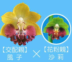 エビネ蘭　馴化苗　4本入り　交配親　風子×　花粉親　沙莉　23