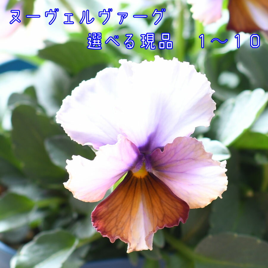 【選べる現品1～10】 ビオラ ヌーヴェルバーグ【11月22日20時より販売】 サトウ園芸 10.5cm 硬質ポット苗 ヌーベルバーグ スミレ パンジー 佐藤園芸のサムネイル