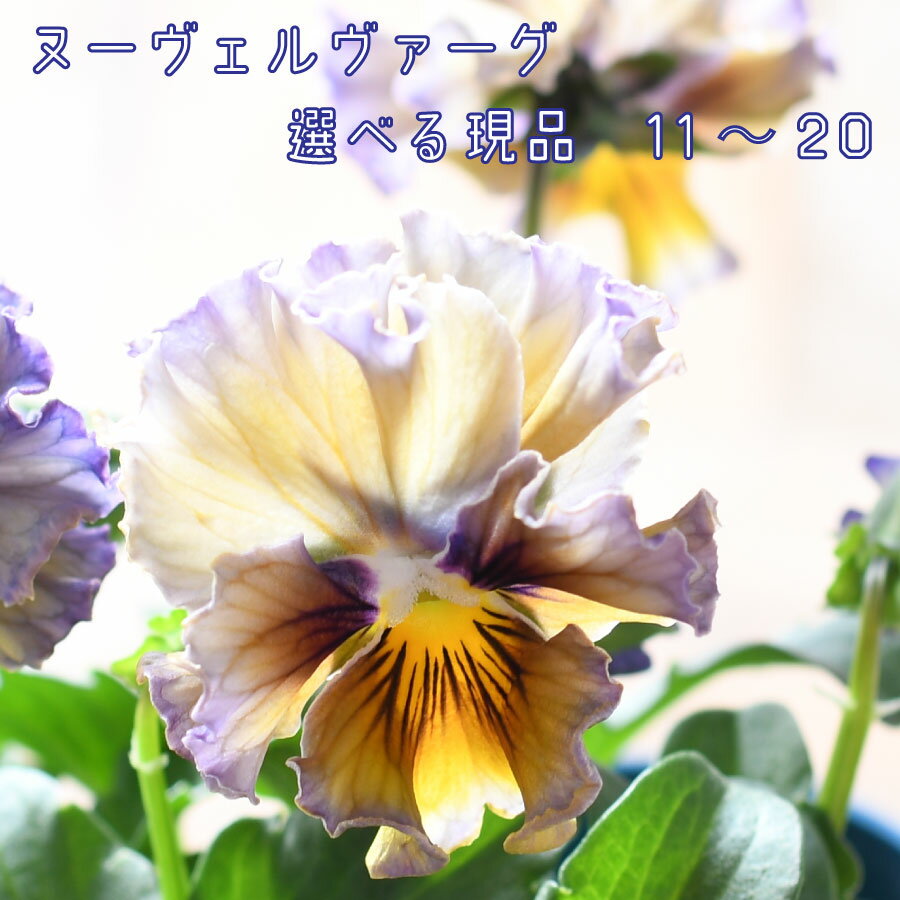 【選べる現品11～20】 ビオラ ヌーヴェルバーグ【11月22日20時より販売】 サトウ園芸 10.5cm 硬質ポット苗 ヌーベルバーグ スミレ パンジー 佐藤園芸のサムネイル