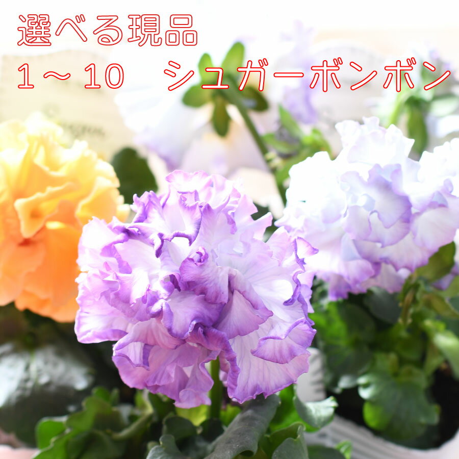 【選べる現品]】 ガルテン湘南さん シュガーボンボン 【商品1～10】 フリル咲き パンジー 3.5号ポット苗 オリジナル ビオラ 寄せ植えのサムネイル