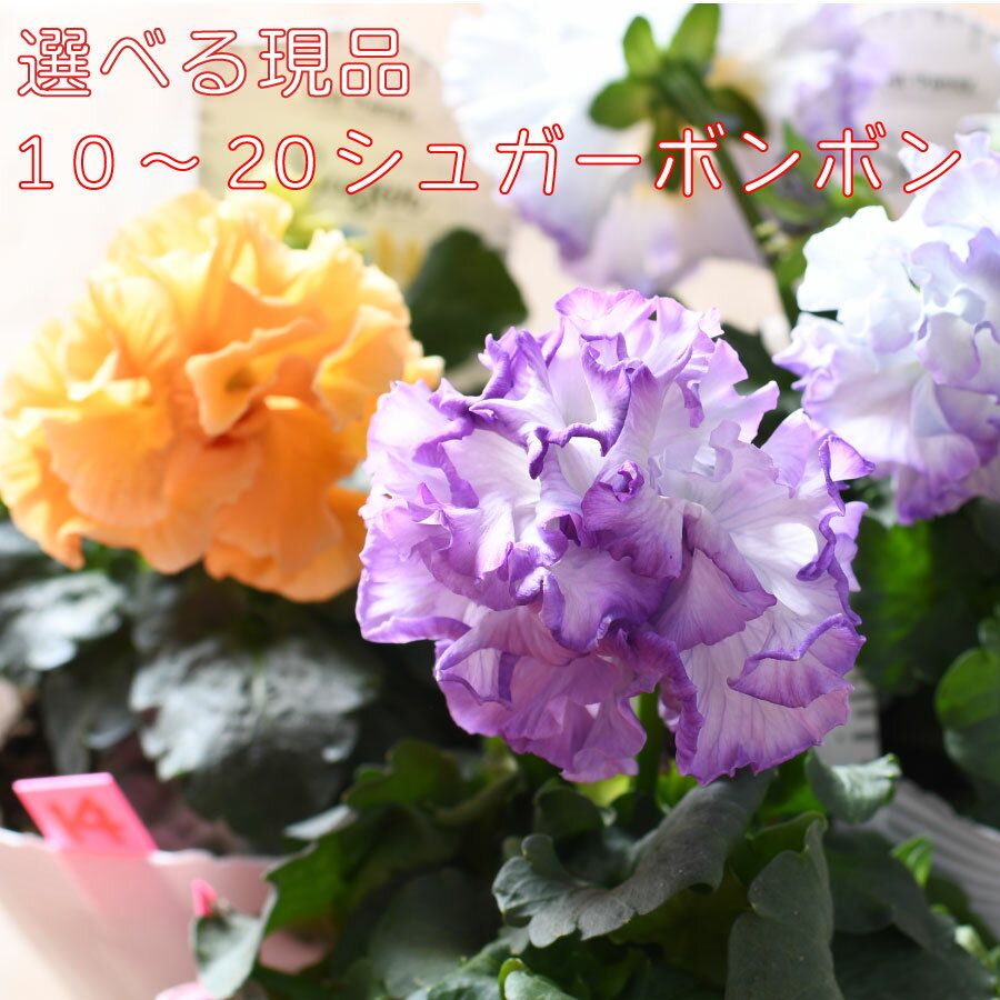 【選べる現品]】 ガルテン湘南さん シュガーボンボン 【商品11～20】 フリル咲き パンジー 3.5号ポット苗 オリジナル ビオラ 寄せ植えのサムネイル