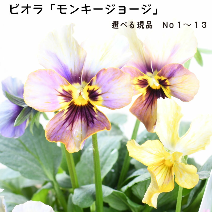 楽天市場】ビオラ 種（花の苗物｜苗物）：ガーデニング・農業<花
