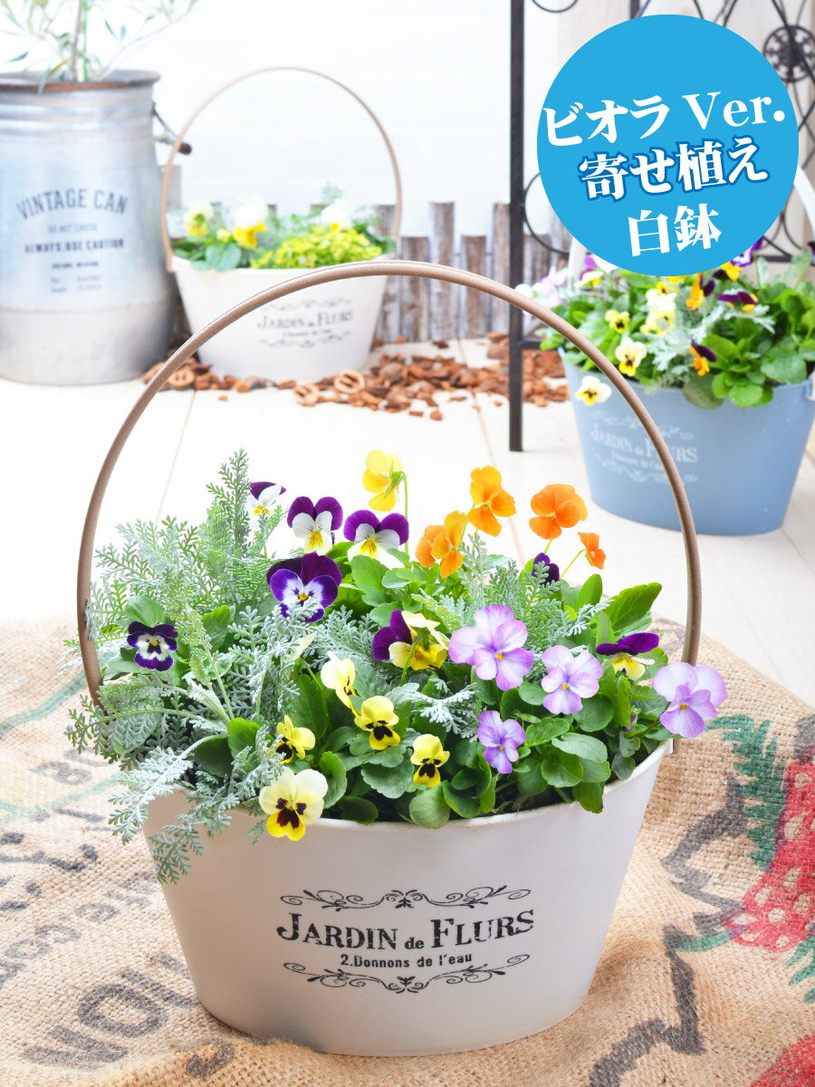 ご予約品 2月中旬より順次発送 ビオラとムスカリの寄せ植え バスケット 寄せ植え 玄関 店舗前の花飾りに プレゼントやギフトにもおすすめ 鉢花 花苗 選べる ビオラ ムスカリ パンジー