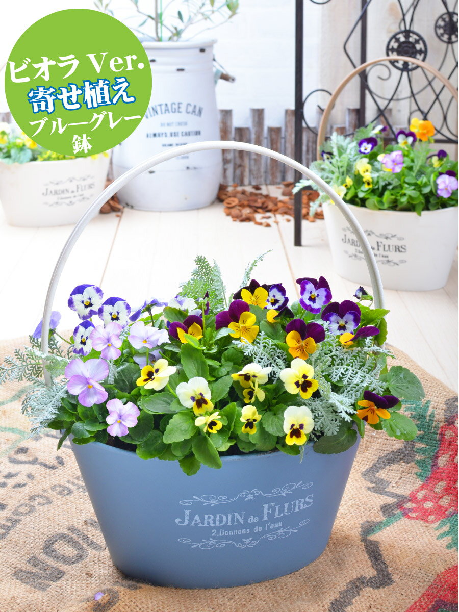 ご予約品 2月中旬より順次発送 ビオラとムスカリの寄せ植え バスケット 寄せ植え 玄関 店舗前の花飾りに プレゼントやギフトにもおすすめ 鉢花 花苗 選べる ビオラ ムスカリ パンジー