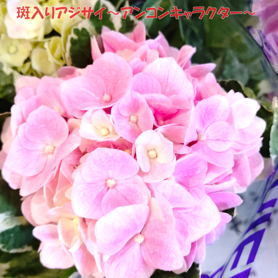 商品画像1