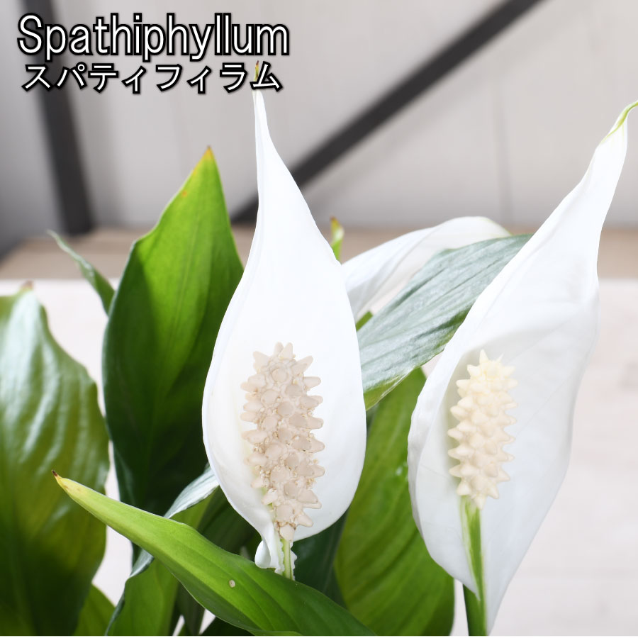樂天商城 - スパティフィラム トレリー 6号鉢 小型品種 花鉢 観葉植物 白い おしゃれで 育てやすい インドアグリーン