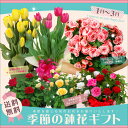 季節の鉢花ギフト 当店人気の鉢花ギフトで季節感満点の贈り物を♪【敬老の日・母の日・誕生日ギフト・結婚祝い・結婚記念日・新築お祝い・記念樹・記念品】【楽ギフ_包装】【楽ギフ_メッセ】