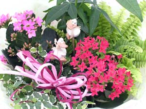 しあわせも届けたい！！花言葉は【幸福を告げる】誕生日や記念日におすすめの花！！幸福を告げ...