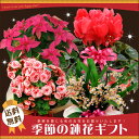 あす楽 季節の鉢花ギフト　当店人気の鉢花ギフトで季節感満点の贈り物を♪