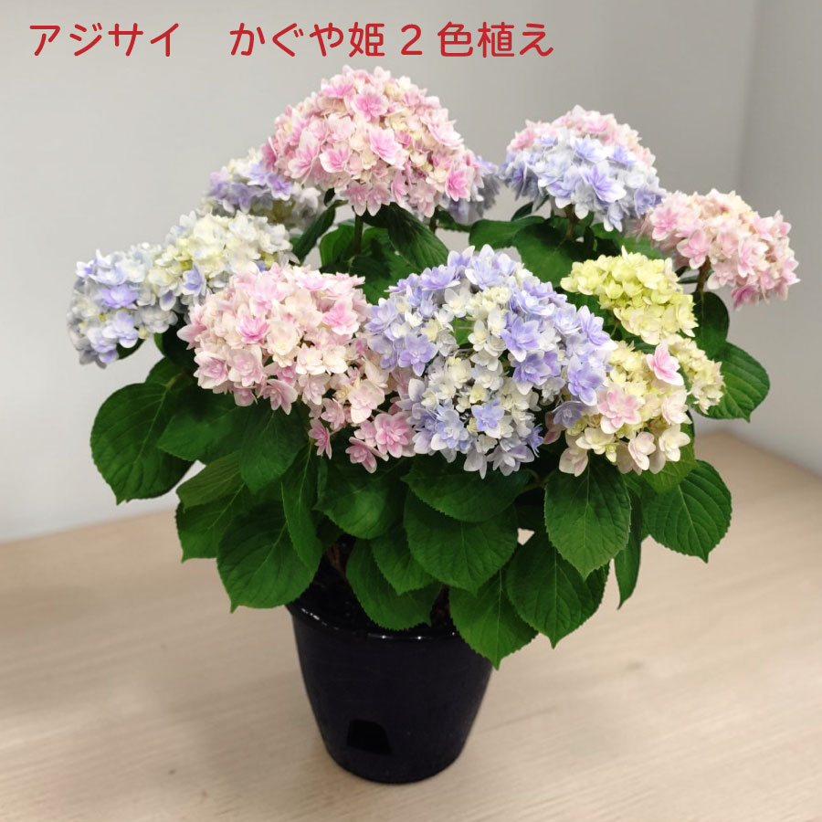 あじさい かぐや姫 2色植え 5号鉢 【3月20日以降発送】 ハイドランジア 鉢植え 青 ブルー 紫陽花 ギフト プレゼントに