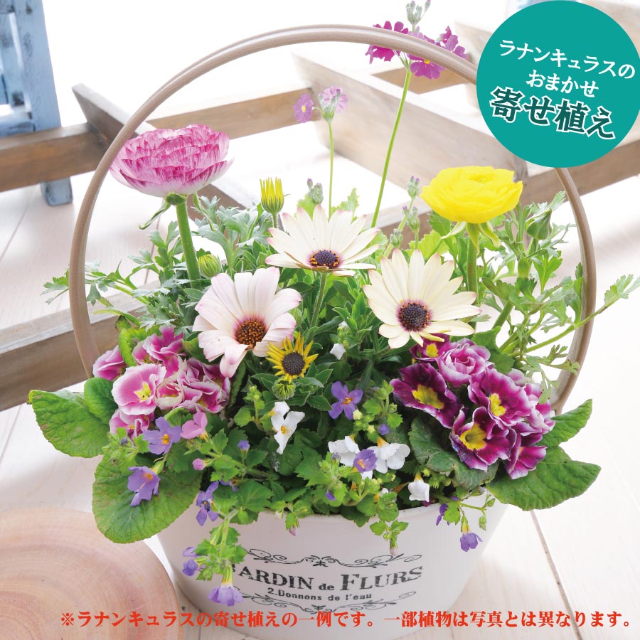 ジュリアン寄せ植え オステオスペルマム バコパ ラナンキュラス 寄せ植え大好き などのインテリア実例 21 09 15 16 36 17 Roomclip ルームクリップ ジュリアン寄せ植え オステオスペルマム バコパ ラナンキュラス 寄せ植え大好き などのインテリア実例 21 09 15 16 36 17 Roomclip ルームクリップ