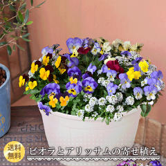 https://thumbnail.image.rakuten.co.jp/@0_mall/kajoen/cabinet/gift/kisetuyoseue/22himitunobiora.gif