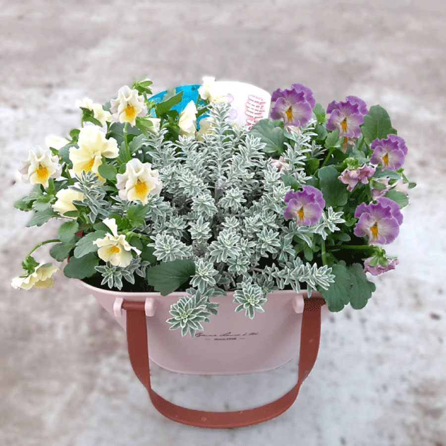 ビオラ 華あられ 寄せ植え 長く楽しめる コンテナ 花日和 オリジナル 玄関に ギフトに おすすめのサムネイル