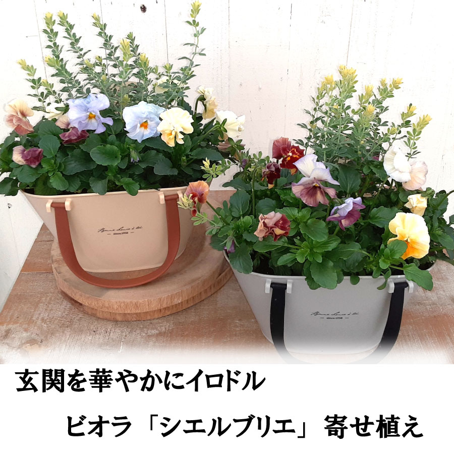 パンジー シエルブリエ 寄せ植え 長く楽しめる コンテナ 花日和 オリジナル 玄関に ギフトに おすすめのサムネイル
