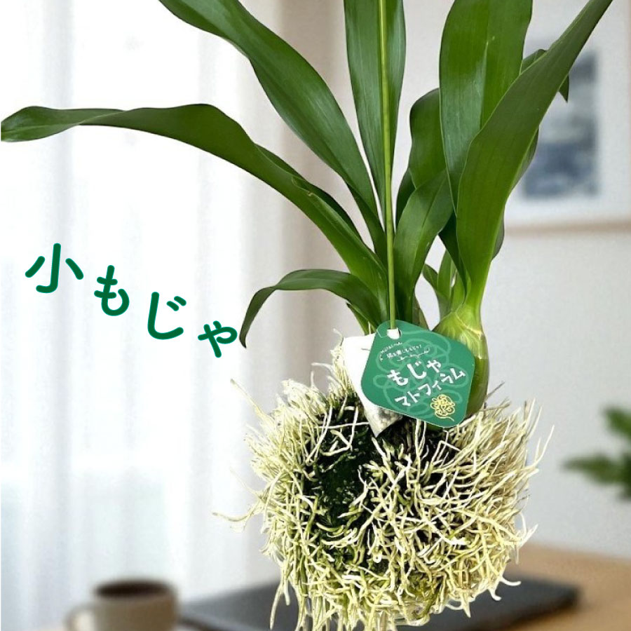 樂天商城 - 森尾花園さん 小もじゃ 【数量限定】 コロッケもじゃ もじゃマトフィラム 来年用 吊り下げ 観葉植物 グラマトフィラム スクリプタム ヒヒマヌ ハンギング インテリアに おしゃれな 大型 洋ラン
