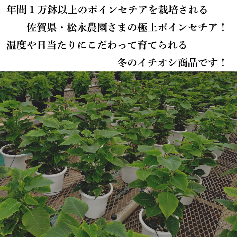 こだわりポインセチア 5号 ウィンターローズ 【ご予約品11月上旬出荷】 無料ラッピング 鉢花 お歳暮 フラワーギフト クリスマスに プレゼントに 赤 こだわり栽培 kajoen-10020183 Fleur Town 吉本花城園 サンプル画像2