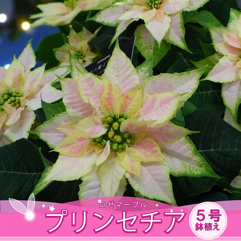冬のギフトに プリンセチア 5号 【予約品12月より発送】 ロゼマーブル 無料ラッピング 鉢花 お歳暮 フ..