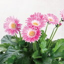 ガーベラの進化系 ガルビネア 【ピンク系】 花 5号 鉢植え ギフトやプレゼントにも ラッピング対応可 誕生日の花のプレゼントにも春から秋まで長く楽しめる